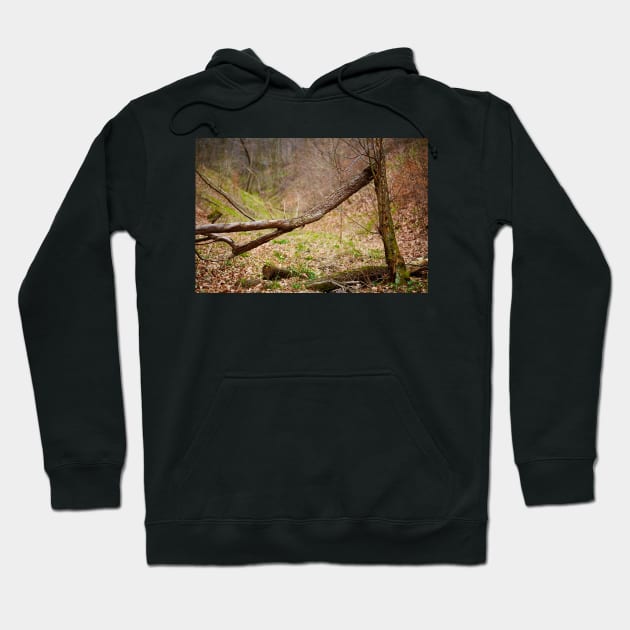 Fallen trees in a forest on springtime Hoodie by naturalis